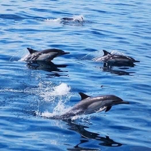 Tour de Avistamiento de Delfines - Imagen 6
