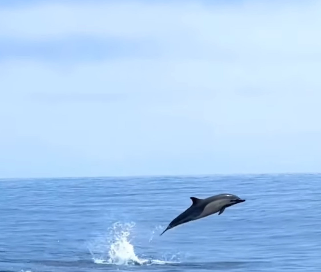 Tour de Avistamiento de Delfines - Imagen 2