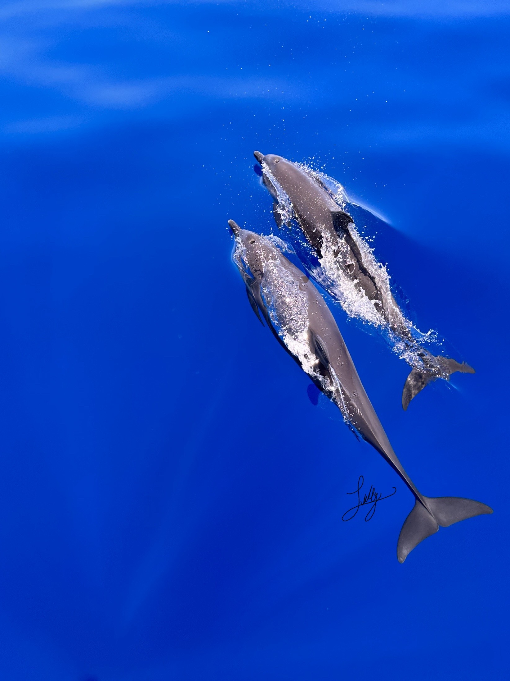 Tour de Avistamiento de Delfines - Imagen 3
