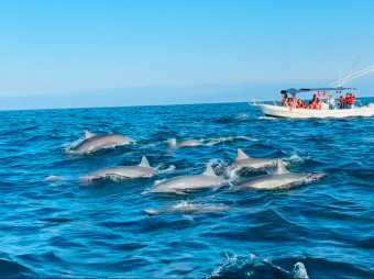 Tour de Avistamiento de Delfines