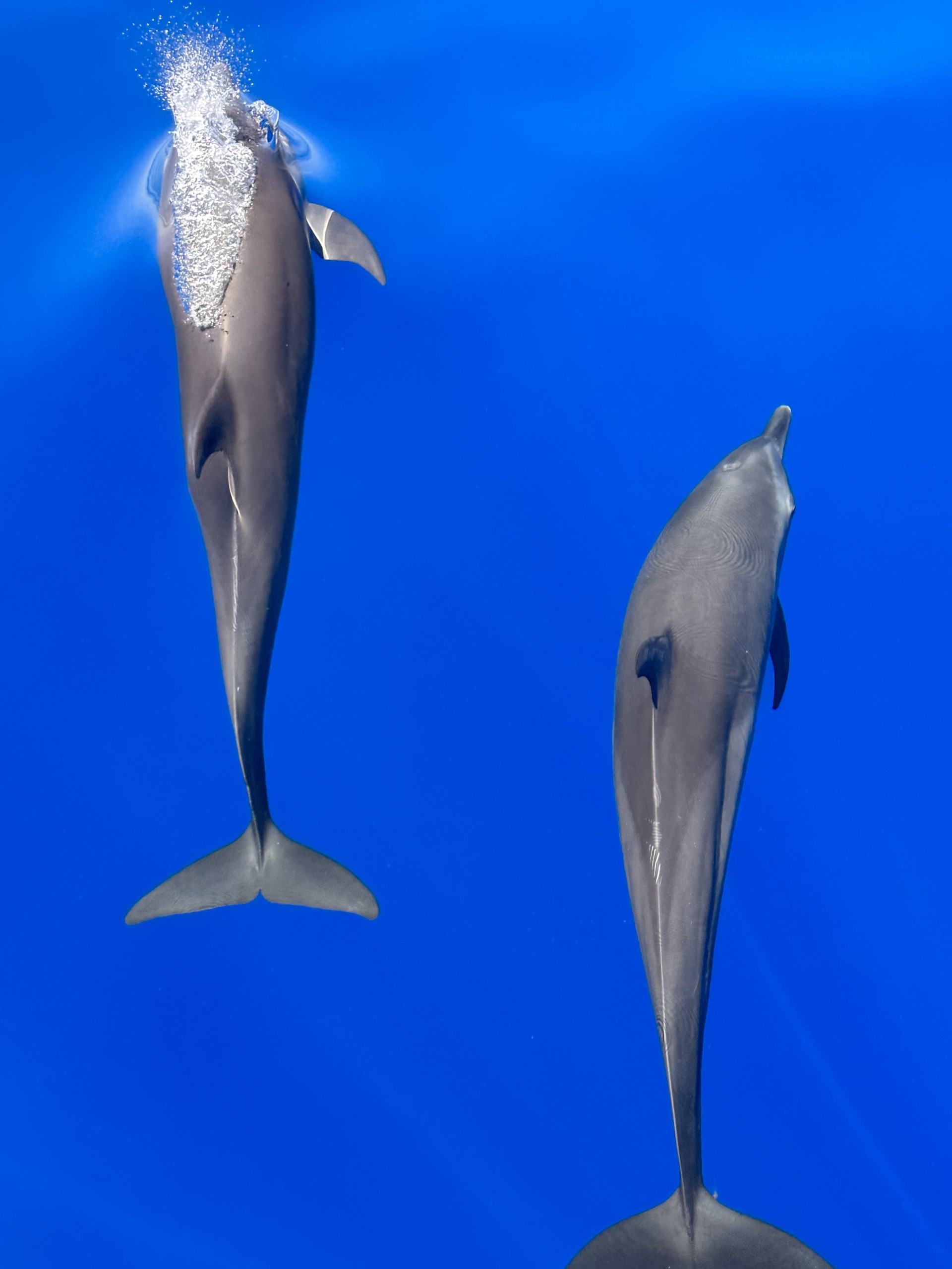 Tour de Avistamiento de Delfines - Imagen 5