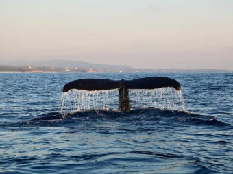 Tour Premium de Ballenas Jorobadas (4 en 1)