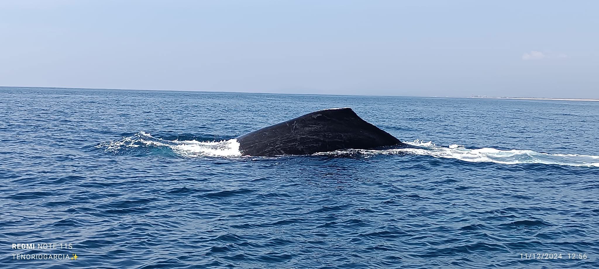 Tour Premium de Ballenas Jorobadas (4 en 1) - Imagen 4
