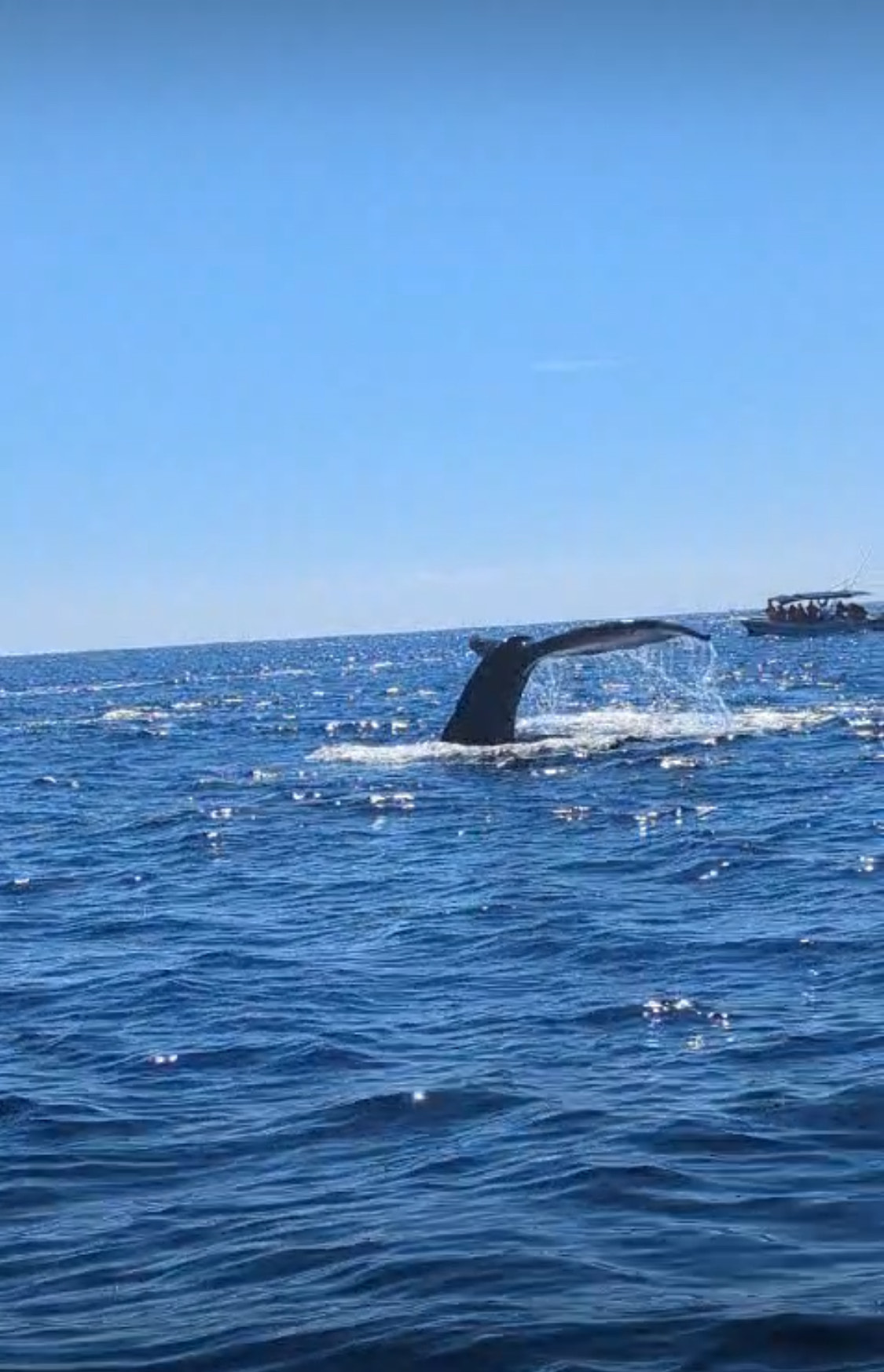 Tour Premium de Ballenas Jorobadas (4 en 1) - Imagen 5