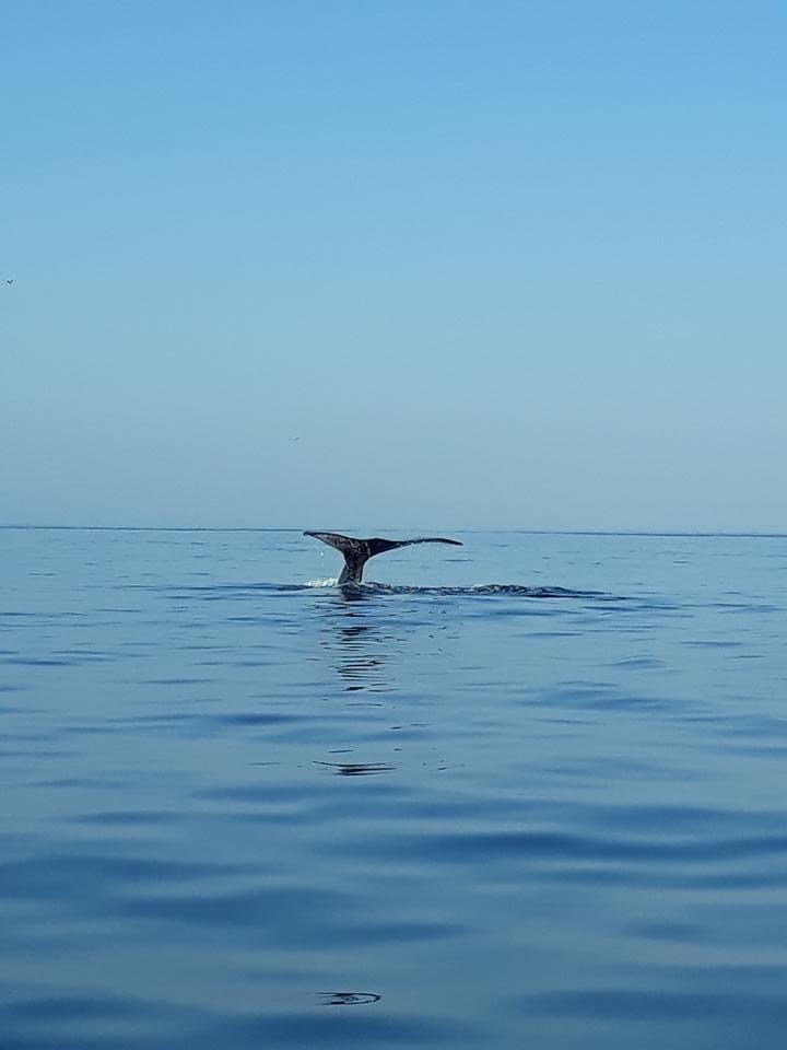 Tour Premium de Ballenas Jorobadas (4 en 1) - Imagen 6