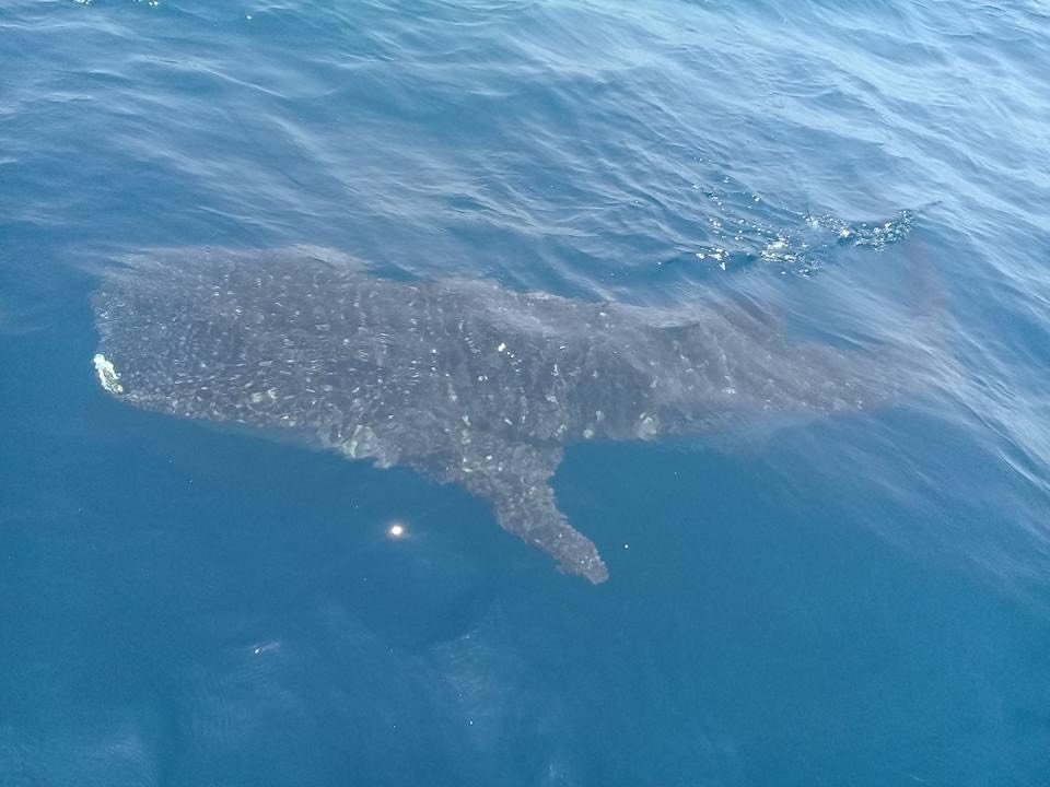 Tour Premium de Ballenas Jorobadas (4 en 1) - Imagen 2