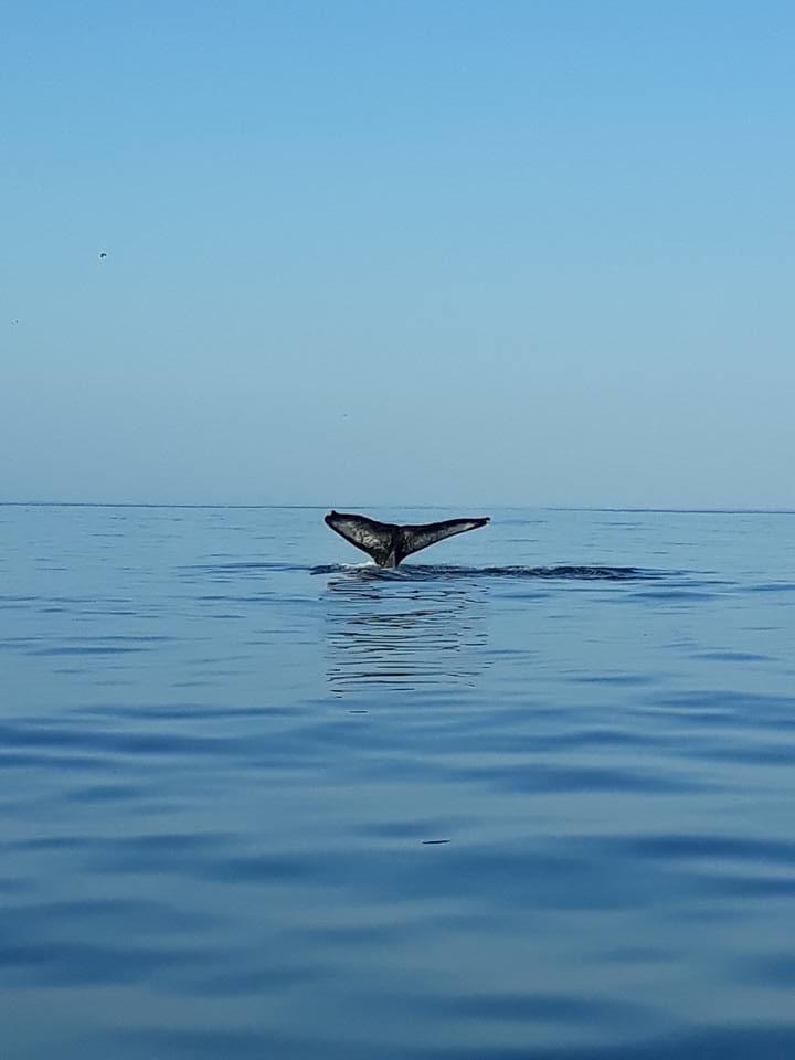 Tour Premium de Ballenas Jorobadas (4 en 1) - Imagen 3