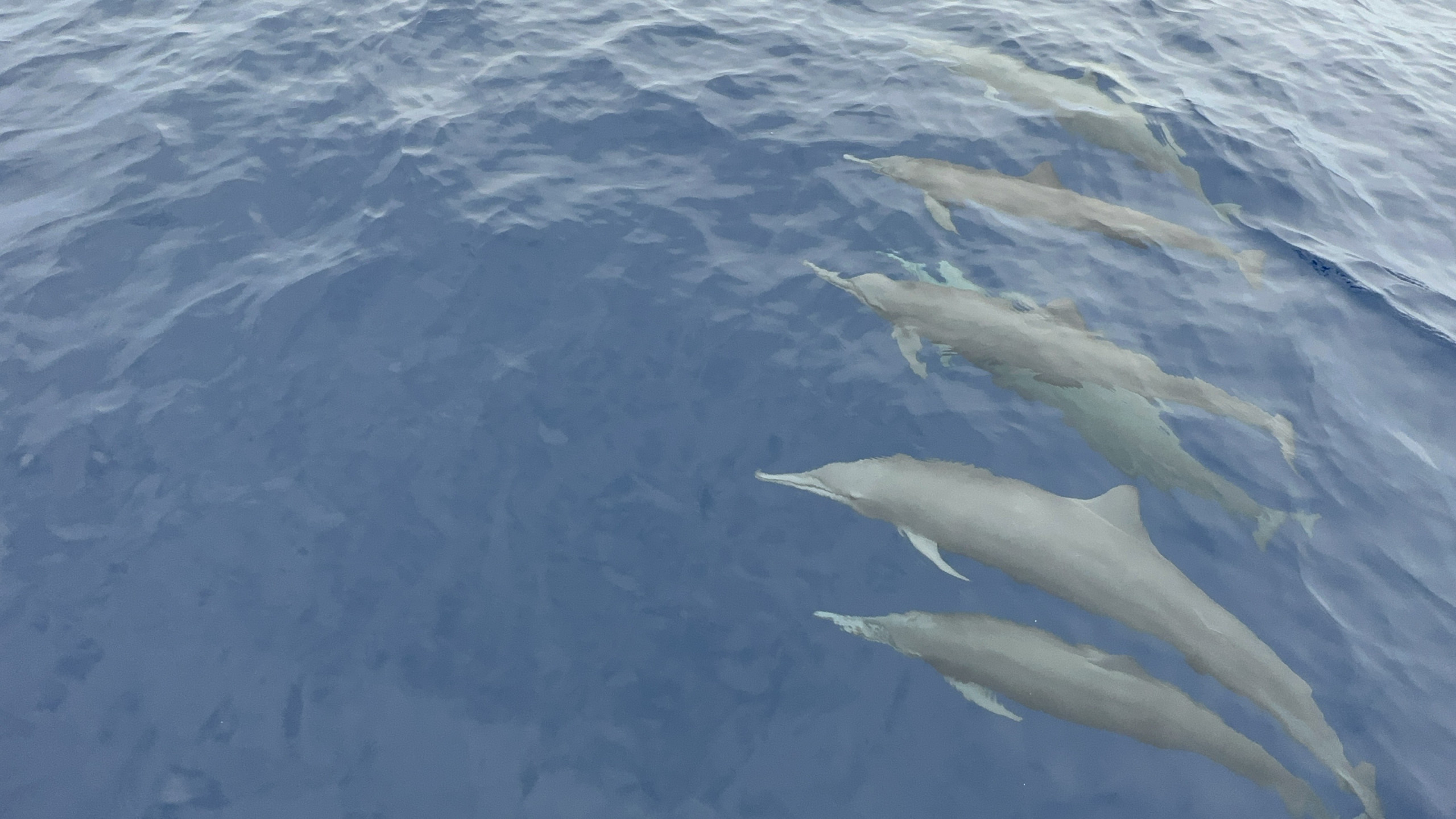 Tour de Avistamiento de Delfines - Imagen 4